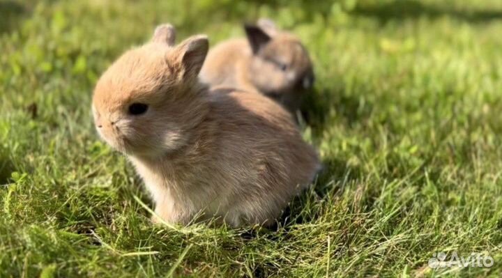 Мини Карликовые Кролики в Питомнике Привитые