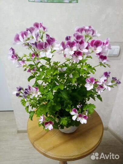 Королевская пеларгония