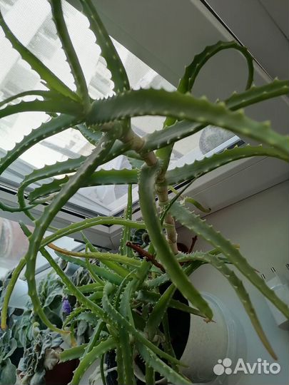 Алоэ лечебный