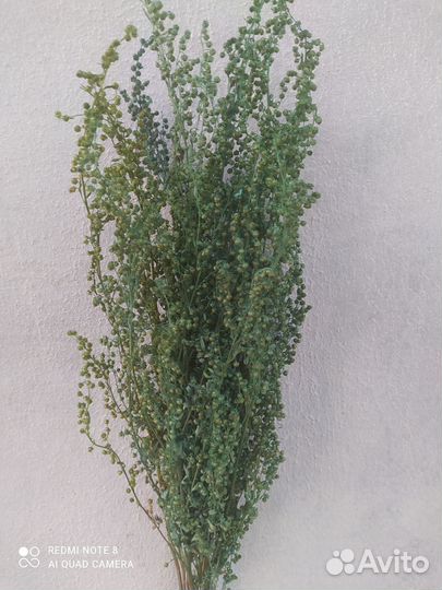 Сухоцветы для декора