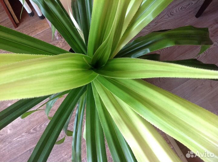 Пальма панданус