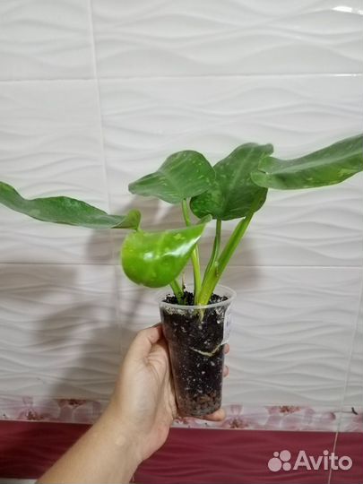 Филодендрон имбе вайт марбл