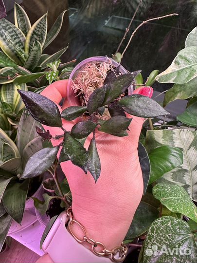 Хойя,часть 6 (hoya)