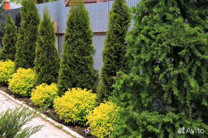 Туя западная