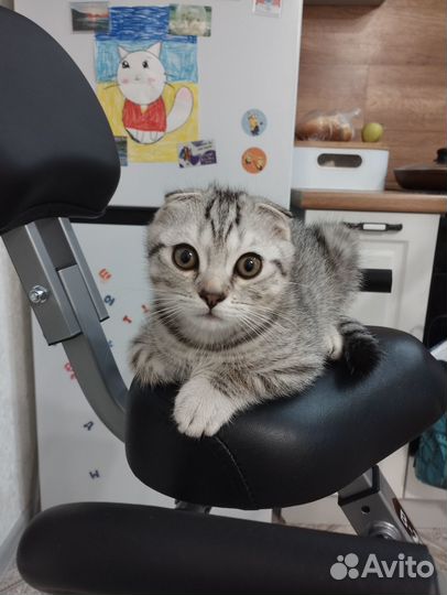 Девочка шотландская вислоухая