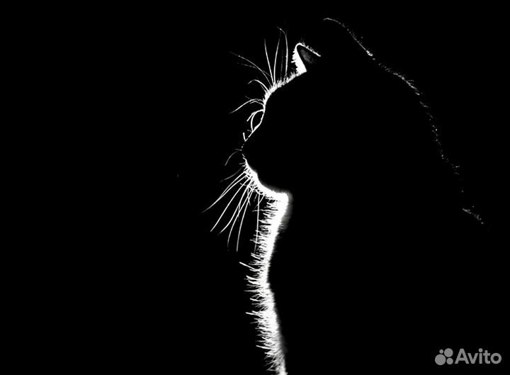 Интерьерная картина