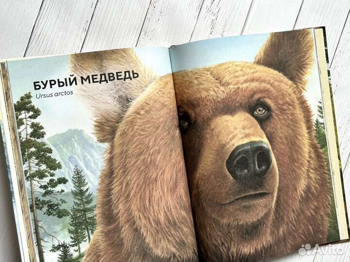 Лесные животные в натуральную величину