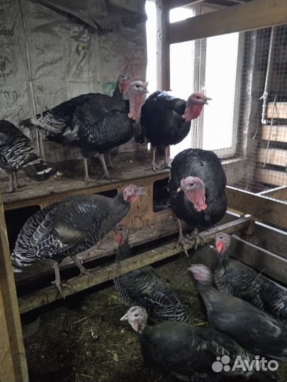 Индюки домашние