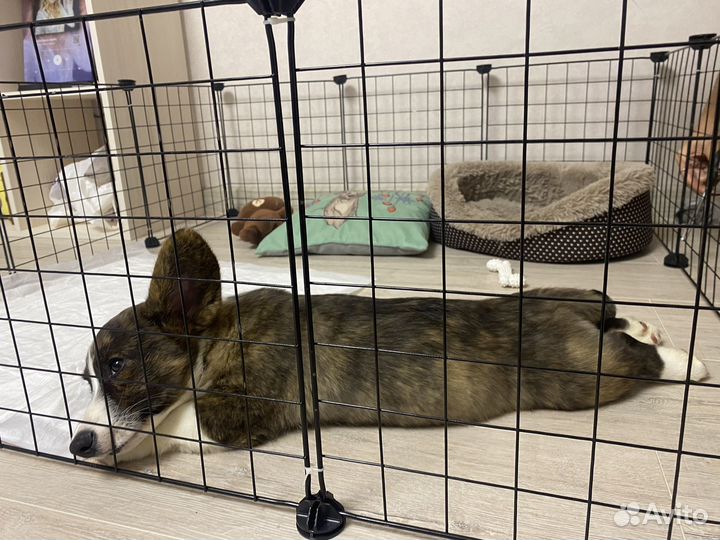 Вольер для маленьких животных