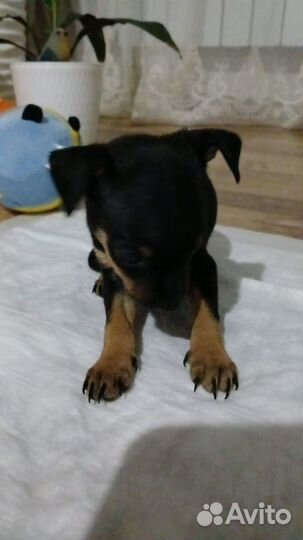 Щенки руского той терьера торг