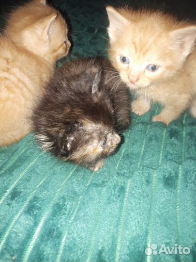 Котята в добрые руки бесплатно