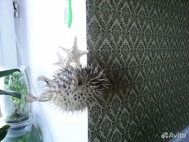 Рыба-ёж,звёзды