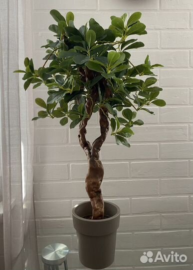 Шефлера. Искусственное дерево