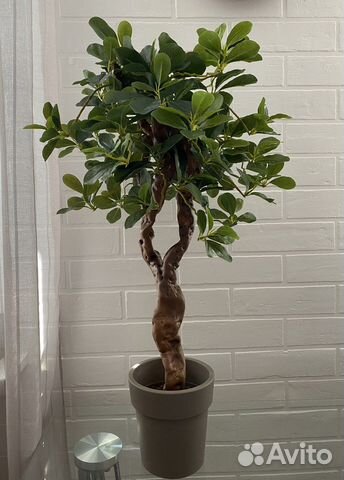 Шефлера. Искусственное дерево