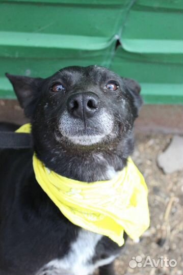 Небольшая собака Тучка из приюта ищет дом