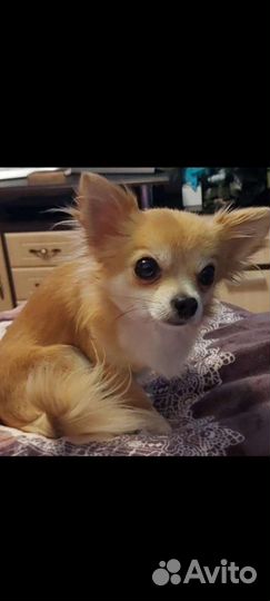 Вязка Чихуахуа