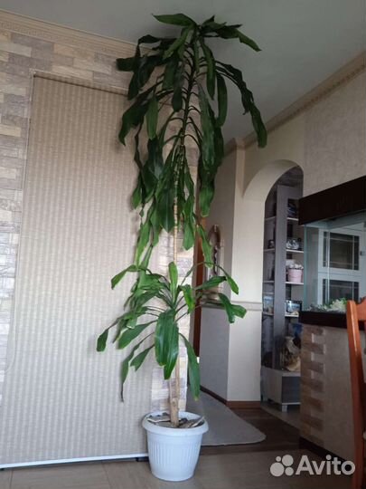 Пальма Драцена широколистная