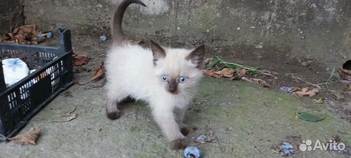 Кошка в дар