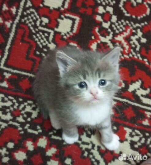 Кошка в дар бесплатно