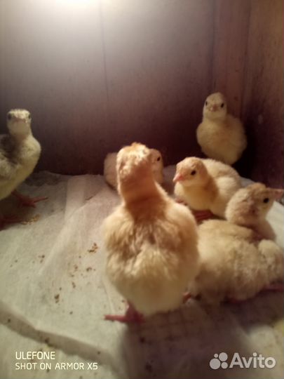 Индюшата от домашних индюков