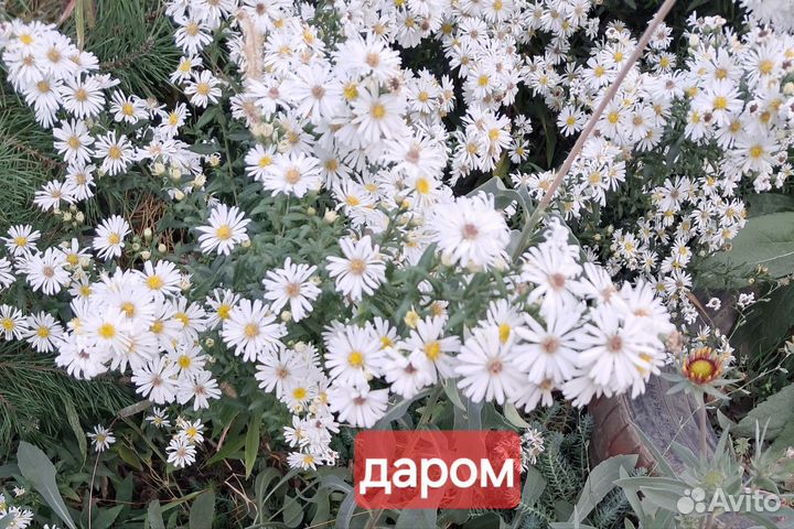 Цветы садовые многолетние