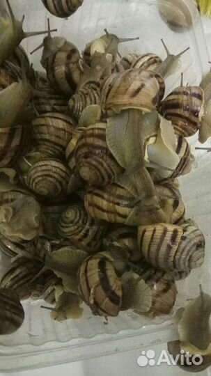 Улитки и ракушки, гребешки, рапаны