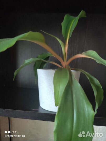 Циропегия Вуда.Хлорофитум Оранж