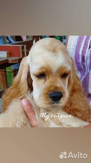 Кокер спаниель