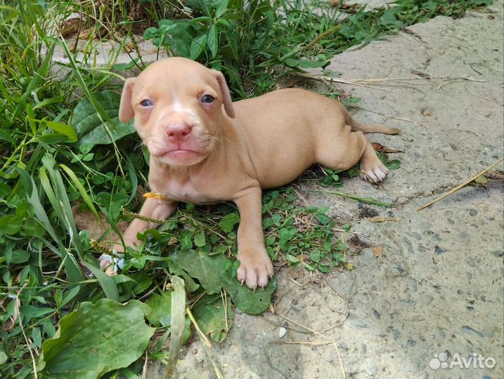 Щенки Питбуля