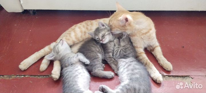 Котята в добрые руки