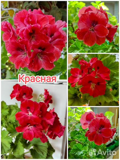 Королевская пеларгония герань разные
