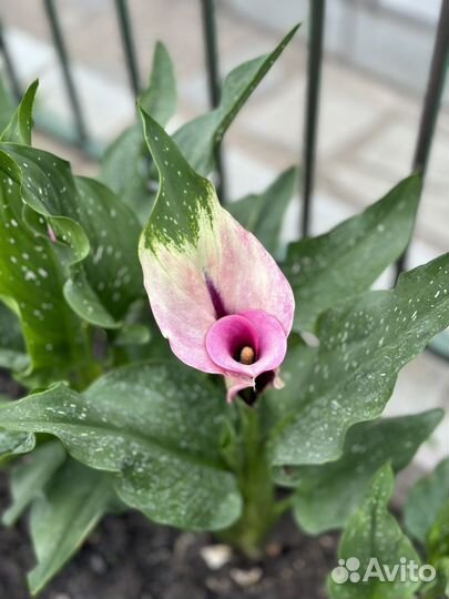 Экзотические цветы Каллы