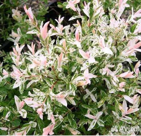 Розовая ива Хакуро Нишики