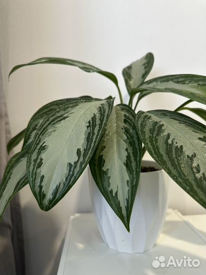 Аглаонема сильвер бей, спатифиллум
