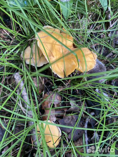 Грибы Опята маринованные, Лисички соленые