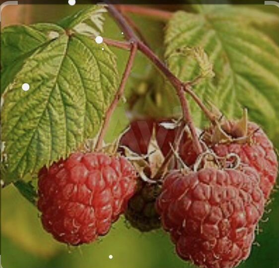 Участок 5 сот. (СНТ, ДНП)