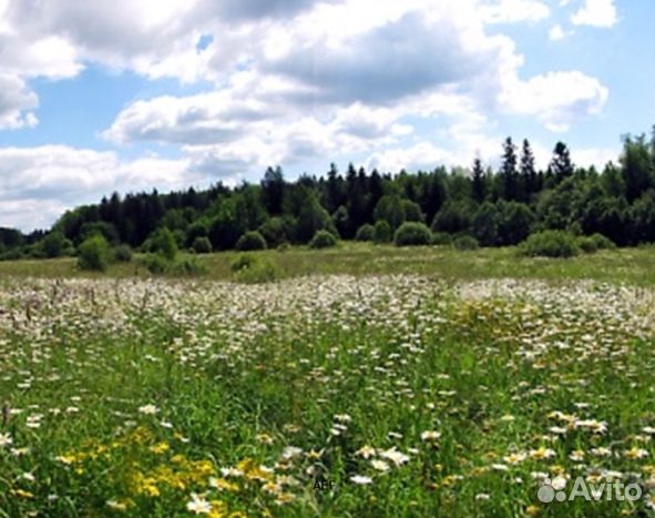 Мед 24 года Алтайский опт