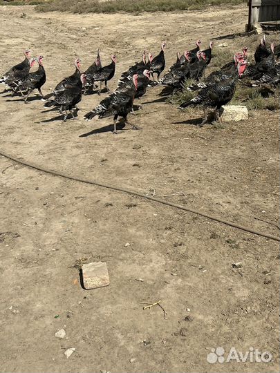 Индюки домашние