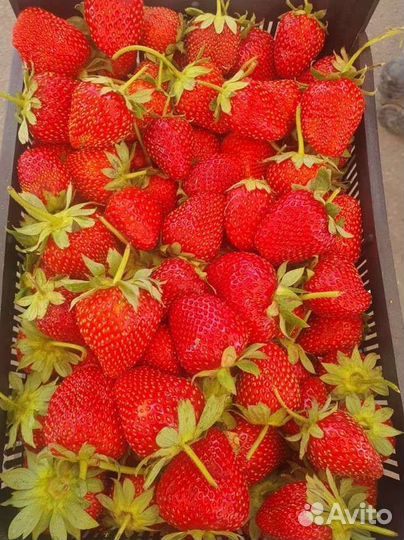 Клубника свежая