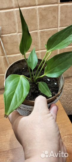 Антуриум,филодендрон