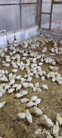Цыплята Бройлеры
