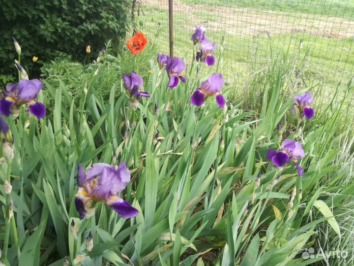 Ирисы фиалки колокольчики флоксы безвременники