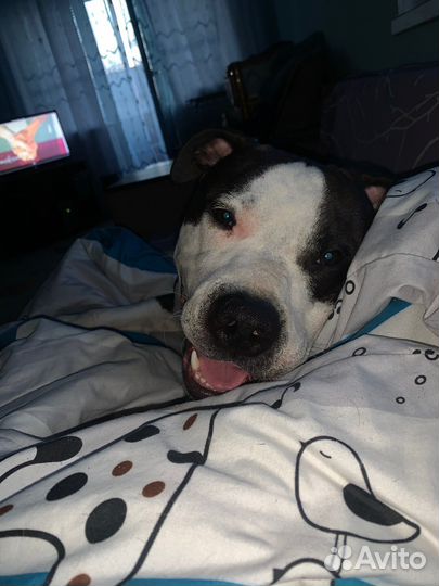 Собака стаффорд