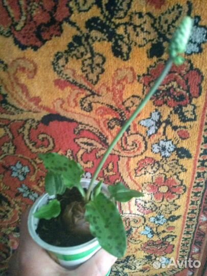 Многолетники