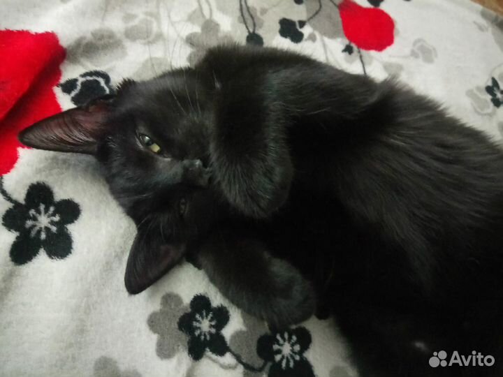 Черный бумер - красивый добрый мальчик 3.5 мес