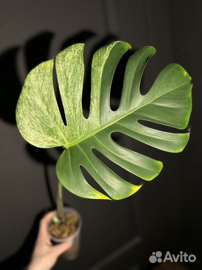 Монстера минт