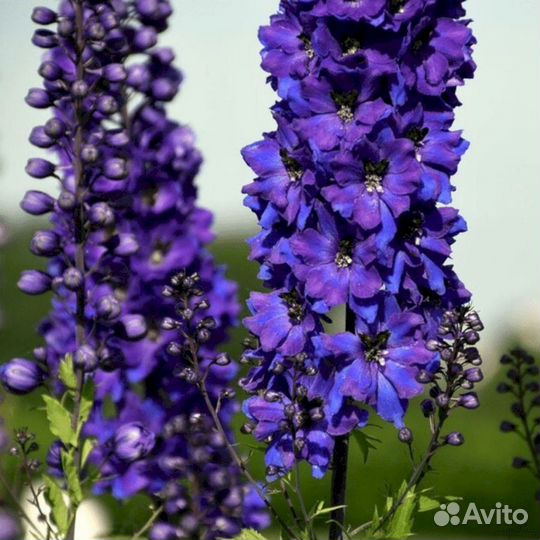 Многолетники Дельфинум Блек найт