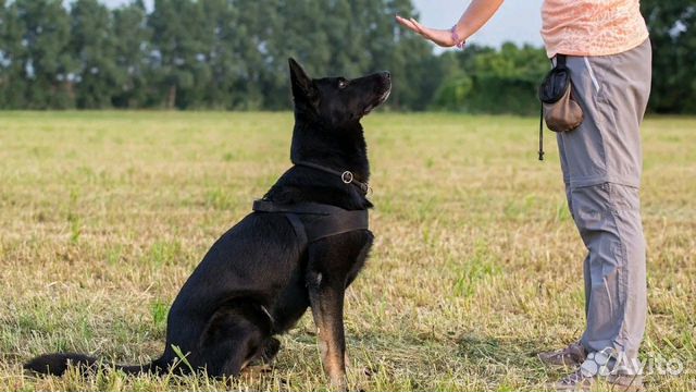 Инструктор-кинолог, зоопсихолог
