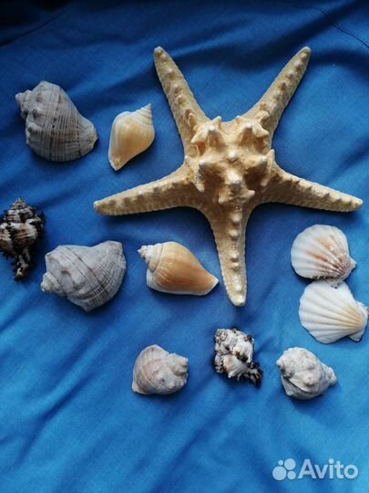 Морские ракушки раковины, морская звезда