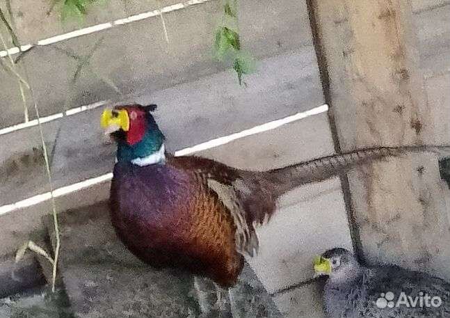 Яйцо фазана